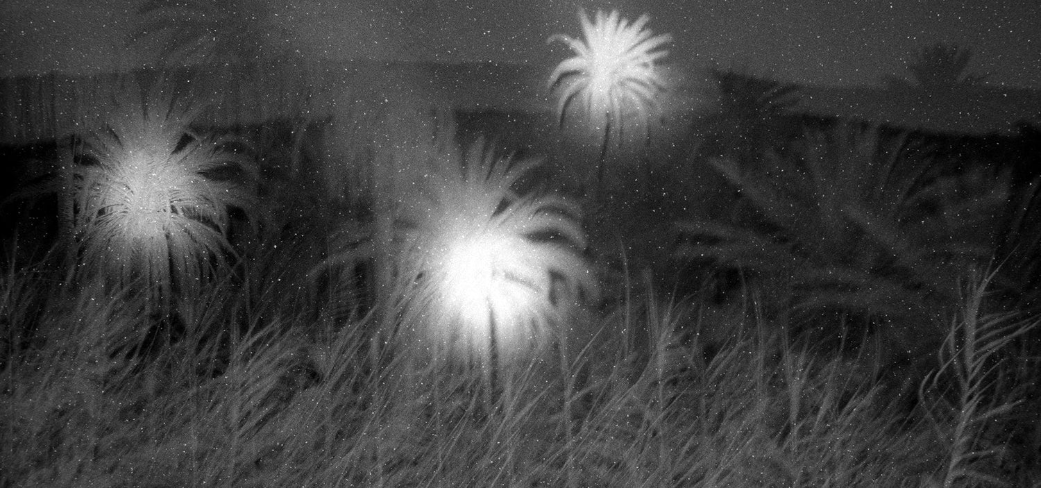 Autumn of The Earth, Spring of The Comprador